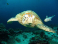   was diving Sipidan turned around this turtle heading straight me. hadnt realised but remora had come away amazing 45 degree angle. still cant believe happened me angle  